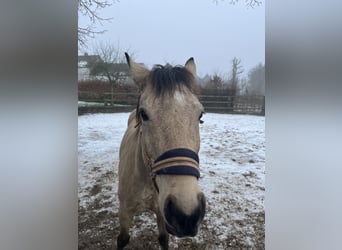 Asil Árabe Mestizo, Caballo castrado, 11 años, 138 cm, Bayo