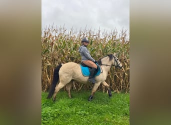 Asil Árabe Mestizo, Caballo castrado, 11 años, 138 cm, Bayo