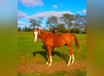 Asil Árabe Mestizo, Caballo castrado, 1 año, 140 cm, Alazán