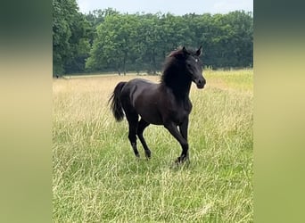 Asil Árabe, Caballo castrado, 1 año, 147 cm, Negro