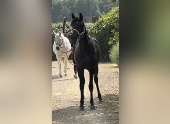 Asil Árabe, Caballo castrado, 2 años, 147 cm, Negro