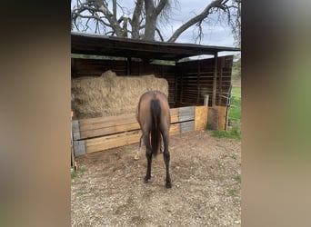 Asil Árabe, Caballo castrado, 2 años, 152 cm, Musgo