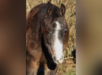 Asil Árabe, Caballo castrado, 2 años, 152 cm, Musgo