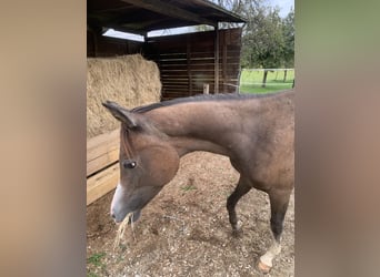 Asil Árabe, Caballo castrado, 2 años, 152 cm, Musgo