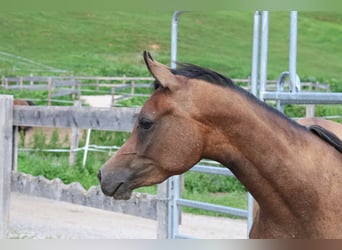 Asil Árabe, Caballo castrado, 2 años, 158 cm, Musgo marrón