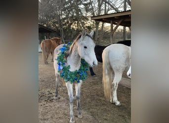 Asil Árabe, Caballo castrado, 2 años, 160 cm, Tordo ruano