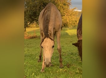 Asil Árabe, Caballo castrado, 2 años, 160 cm, Tordo ruano