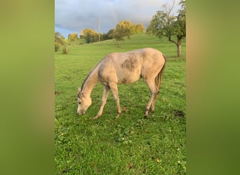 Asil Árabe, Caballo castrado, 2 años, 160 cm, Tordo ruano