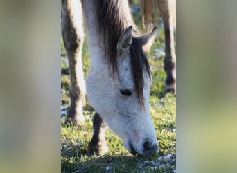 Asil Árabe, Caballo castrado, 2 años, 160 cm, Tordo ruano