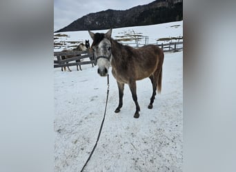 Asil Árabe, Caballo castrado, 3 años, 155 cm, Musgo marrón