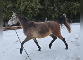 Asil Árabe, Caballo castrado, 3 años, 155 cm, Musgo marrón