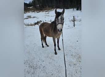 Asil Árabe, Caballo castrado, 3 años, 155 cm, Musgo marrón