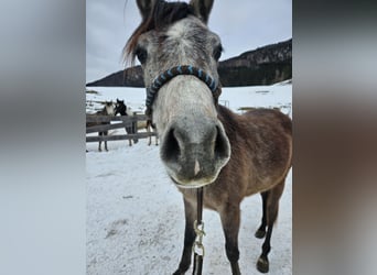 Asil Árabe, Caballo castrado, 3 años, 155 cm, Musgo marrón