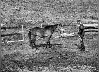 Asil Árabe, Caballo castrado, 3 años, 155 cm, Tordo