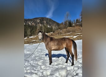 Asil Árabe, Caballo castrado, 3 años, 155 cm, Tordo