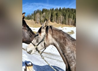 Asil Árabe, Caballo castrado, 3 años, 155 cm, Tordo