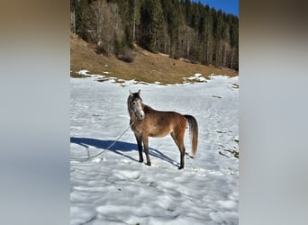 Asil Árabe, Caballo castrado, 3 años, 155 cm, Tordo