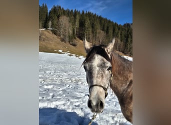 Asil Árabe, Caballo castrado, 3 años, 155 cm, Tordo