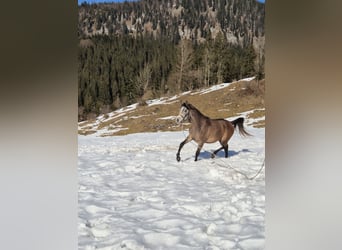 Asil Árabe, Caballo castrado, 3 años, 155 cm, Tordo