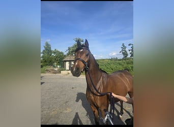 Asil Árabe, Caballo castrado, 4 años, 150 cm, Castaño