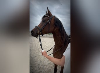 Asil Árabe, Caballo castrado, 4 años, 150 cm, Castaño