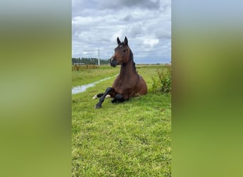Asil Árabe, Caballo castrado, 4 años, 150 cm, Castaño