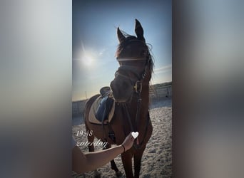 Asil Árabe, Caballo castrado, 4 años, 150 cm, Castaño