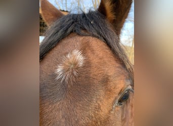 Asil Árabe, Caballo castrado, 4 años, 150 cm, Castaño oscuro