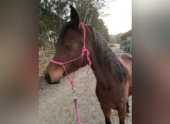 Asil Árabe, Caballo castrado, 4 años, 150 cm, Castaño oscuro