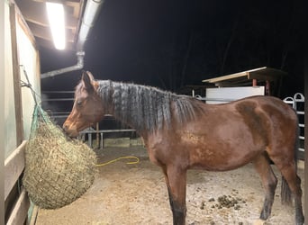 Asil Árabe, Caballo castrado, 4 años, 150 cm, Castaño oscuro