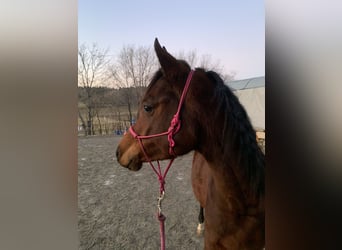 Asil Árabe, Caballo castrado, 4 años, 150 cm, Castaño oscuro