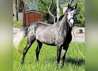 Asil Árabe, Caballo castrado, 4 años, 151 cm, Tordillo negro