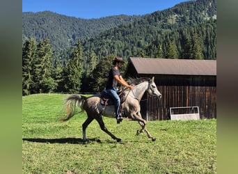 Asil Árabe, Caballo castrado, 4 años, 158 cm, Tordo rodado