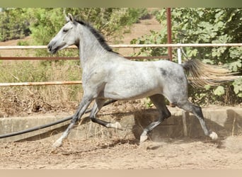 Asil Árabe, Caballo castrado, 6 años, 150 cm, Tordillo negro