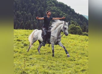 Asil Árabe, Caballo castrado, 6 años, 158 cm, Tordo picazo