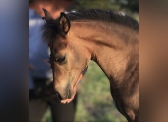 Asil Árabe, Semental, 1 año, Castaño