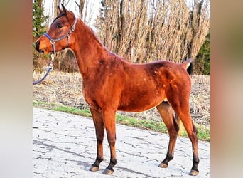 Asil Árabe, Semental, 2 años, 148 cm, Castaño