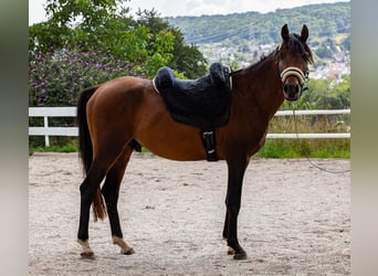 Asil Árabe Mestizo, Semental, 3 años, 140 cm, Castaño