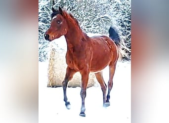 Asil Árabe, Semental, 3 años, 148 cm, Castaño