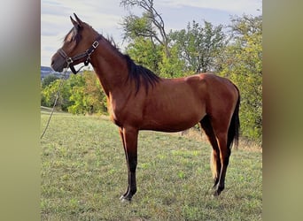 Asil Árabe, Semental, 3 años, 150 cm, Castaño oscuro