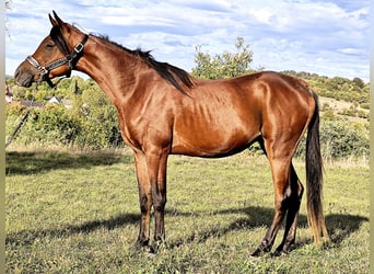 Asil Árabe, Semental, 3 años, 150 cm, Castaño oscuro