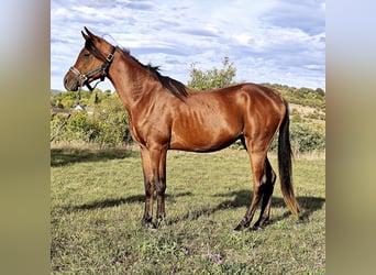 Asil Árabe, Semental, 3 años, 150 cm, Castaño oscuro