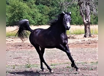 Asil Árabe, Semental, 4 años, 150 cm, Tordillo negro