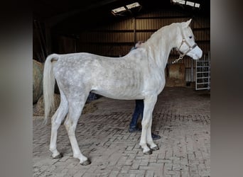 Asil Árabe, Semental, 4 años, 155 cm, Tordo