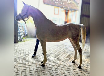 Asil Árabe, Semental, 4 años, 155 cm, Tordo