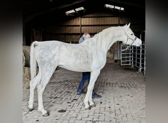 Asil Árabe, Semental, 5 años, 155 cm