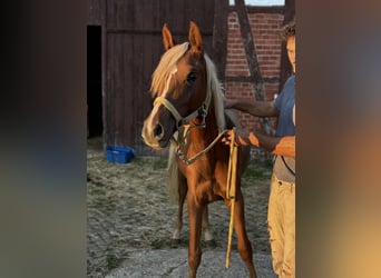 Asil Árabe, Yegua, 1 año, 155 cm, Alazán-tostado