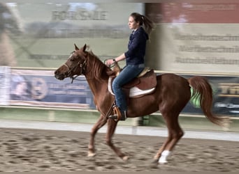 Asil Árabe, Yegua, 6 años, 154 cm, Alazán