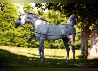 Asil Araber Mix, Hengst, 14 Jahre, 157 cm, Schimmel