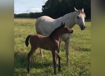 Asil Araber, Hengst, 1 Jahr, Brauner